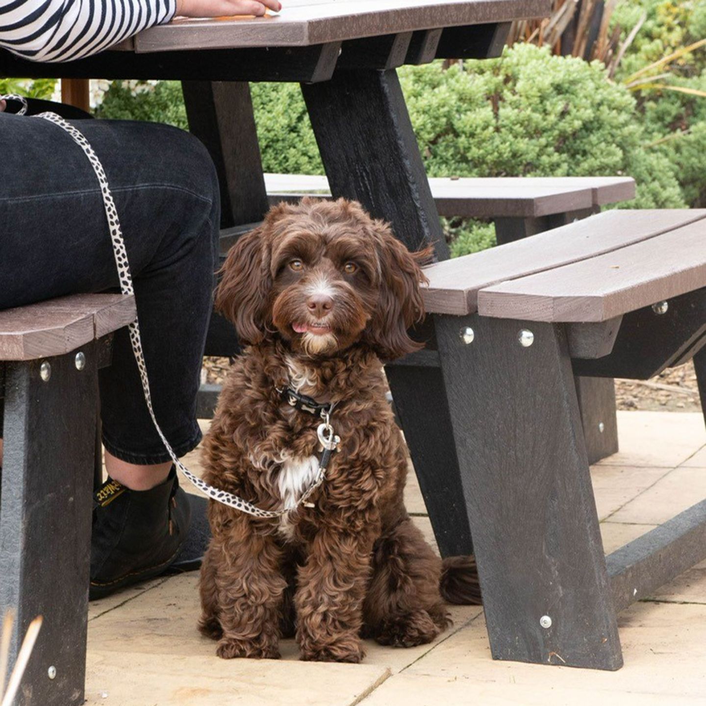 Your local dog friendly pub in Cardiff 